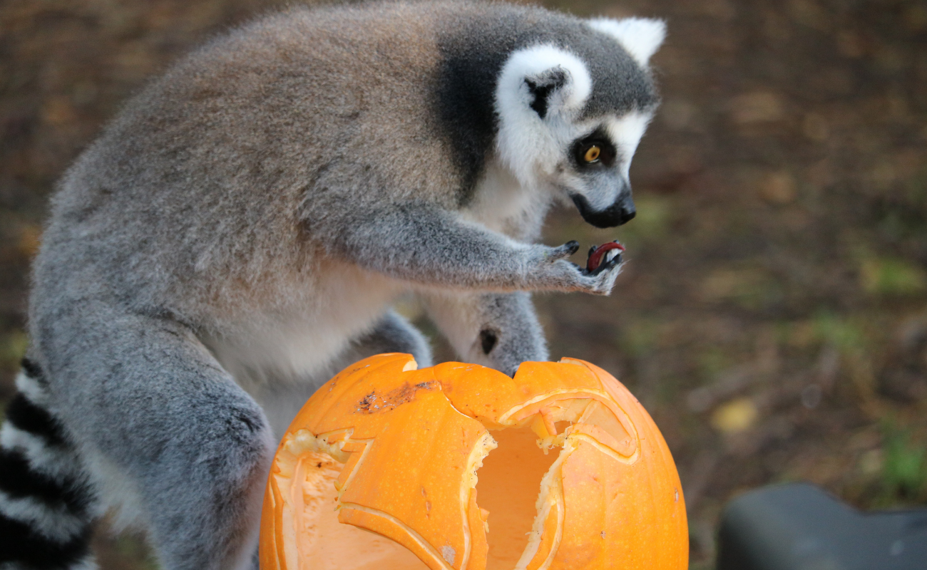 October Half Term activities on the Suffolk Coast 2026