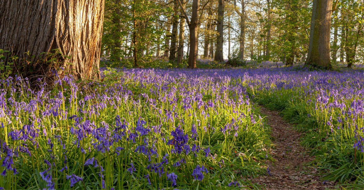 Bluebell spread in woodland