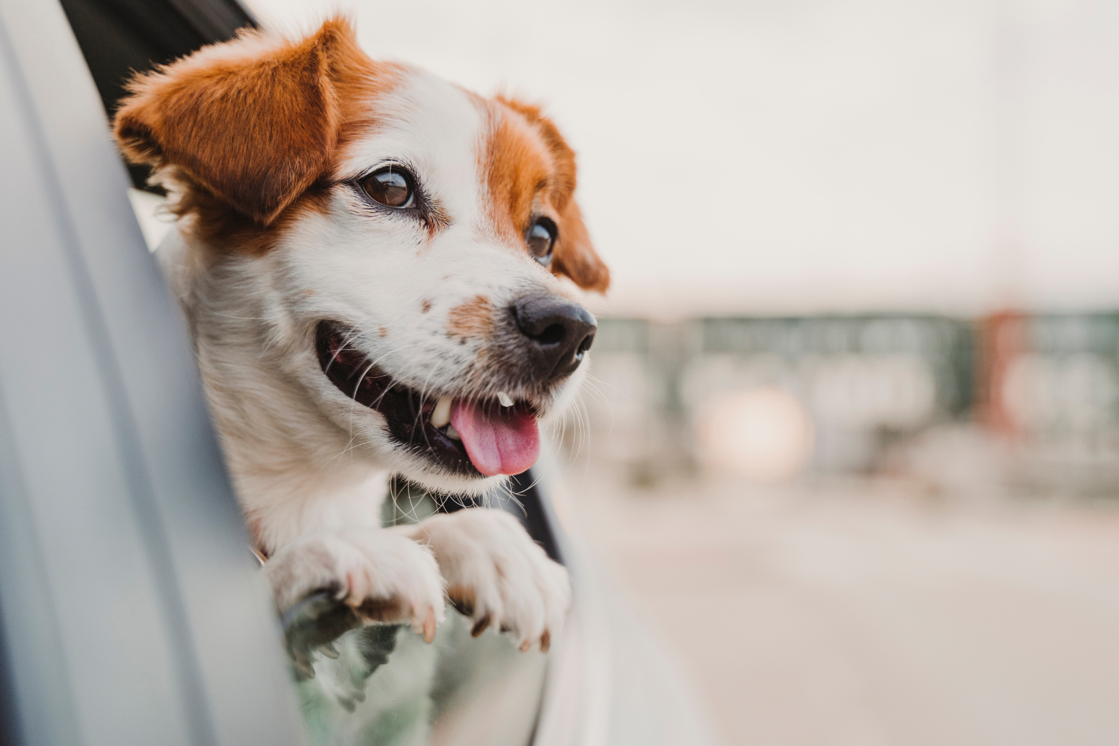 A dog sitting in the car with its head out of the window in Suffolk 