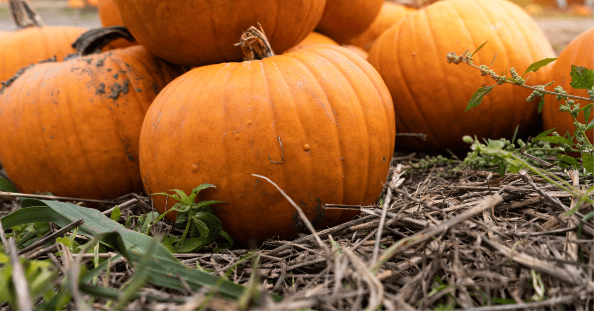 Pumpkin picking on the Suffolk coast, a blog article by Durrants Holiday Cottages in Southwold